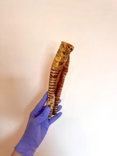 Beef Trachea