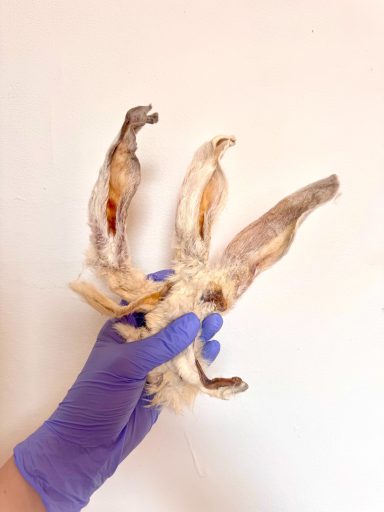 Rabbits Ears